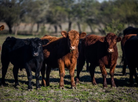Advierten a productores por el riesgo de hipomagnesemia en el ganado bovino