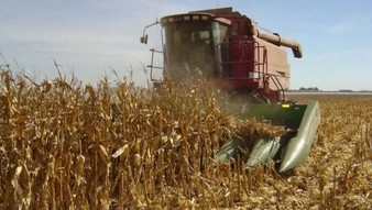 El maíz enfrenta un escenario de costos y La Pampa podría frenar su expansión