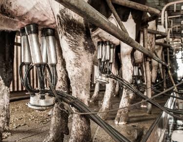 La Pampa perdió 50 tambos en una década y quedan 129 en actividad